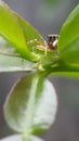 Jumping spider / chosmophasis n the leaf