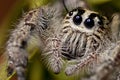 Jumping Spider (Close-Up) Royalty Free Stock Photo