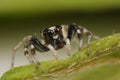 Jumping spider