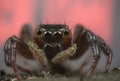 Jumping spider