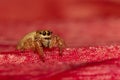 Jumping spider close up evarcha species