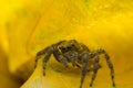 Jumping Spider