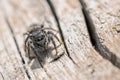 Jumping spider