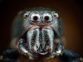 Jumping spider closeup