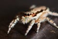 Jumping spider closeup