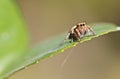 Jumping spider closeup