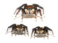 Jumping spider collage Royalty Free Stock Photo