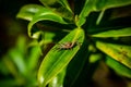 Jumping spider in defensive pose sitting on a leaf, cute tiny common spider defending himself, sunny day in spring Royalty Free Stock Photo