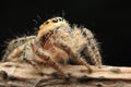 Jumping spider detail eyes beautyful