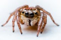 Jumping Spider Royalty Free Stock Photo