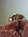 Jumping spider detailed