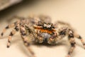 Jumping Spider Detailed Macro Stock Photo