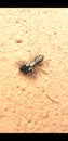 jumping spider devouring a fly on the wall