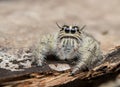 Jumping spider Royalty Free Stock Photo