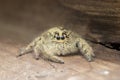 Jumping spider Royalty Free Stock Photo