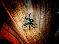 jumping spider on the dry leaves Royalty Free Stock Photo
