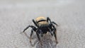 Jumping spider drying one of its legs and and the pedipalps