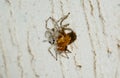Jumping Spider eat Soldier fly or Oplodontha viridula on Nature