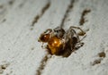 Jumping Spider eat Soldier fly or Oplodontha viridula on Nature