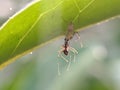 jumping spider eating ant on leaf spider hunting Royalty Free Stock Photo