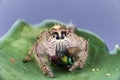 Jumping spider eating a green fly on a leaf. Jumping spiders have four pairs of eyes, three secondary pairs that are fixed and a p Royalty Free Stock Photo