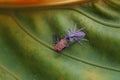 A jumping spider is eating a yellow fly. Royalty Free Stock Photo