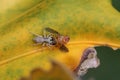 A jumping spider is eating a yellow fly. Royalty Free Stock Photo