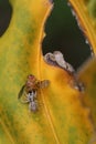 A jumping spider is eating a yellow fly. Royalty Free Stock Photo