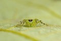 Jumping spider. Epeus cf indicus. Kolhapur, Maharashtra