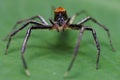 Jumping spider Epeus glorius looking at camera Royalty Free Stock Photo