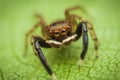 Jumping spider (Euophrys frontalis) Royalty Free Stock Photo