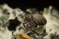 Jumping spider, Evarcha falcata on lichen