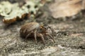 Jumping spider, Evarcha falcata on wood