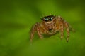 Jumping spider