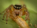 Jumping spider Royalty Free Stock Photo