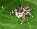 Jumping spider extreme closeup on green leaf Royalty Free Stock Photo