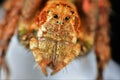 Jumping spider - extreme macro photography