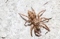 Jumping spider Female Plexippus petersi Royalty Free Stock Photo