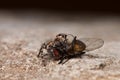Jumping spider Royalty Free Stock Photo