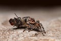 Jumping spider Royalty Free Stock Photo