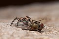 Jumping spider Royalty Free Stock Photo