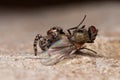 Jumping spider Royalty Free Stock Photo
