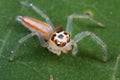 A jumping spider with four missing legs