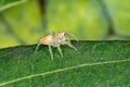 Jumping Spider Royalty Free Stock Photo