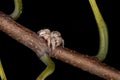 Jumping Spider Royalty Free Stock Photo