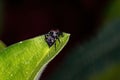 Jumping spider Royalty Free Stock Photo