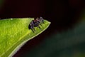 Jumping spider Royalty Free Stock Photo