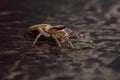 Jumping Spider Royalty Free Stock Photo