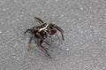 Jumping spider on a gray surface Royalty Free Stock Photo