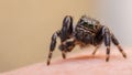 Jumping spider green eyes Royalty Free Stock Photo